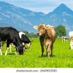 欧美专区 制服丝袜 中文字幕 54mpy5