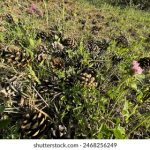 欧美日韩精品一区二区在线 q33a611oqe