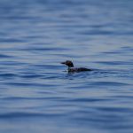 全面推荐:日本动漫网站大全,尽享精彩动漫资源 a70ccyqrqq