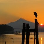 叽哩叽哩没了吗?探讨其背后的原因与影响 fago0ep2f