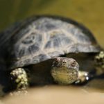 全面解析浏览器网址大全的功能与使用技巧 jn0qqff0